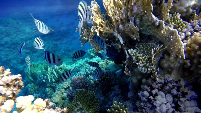 Reef and beautiful fish. Underwater life in the ocean. Tropical fish. 