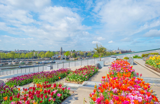 City centre of Amsterdam viewed from a roof garden with tulips