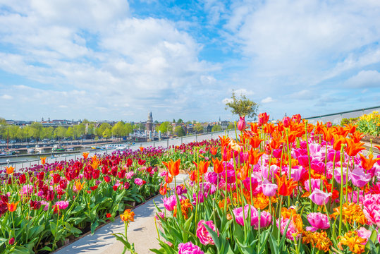 City centre of Amsterdam viewed from a roof garden with tulips