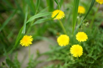 Obraz premium Yellow dandelions in spring