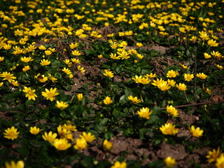 Photo of beautiful multi-colored flowers