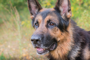 German shepherd dog in sunny autumn