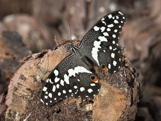 Schmetterling
