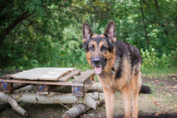 German shepherd dog in sunny autumn
