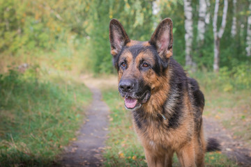 German shepherd dog in sunny autumn