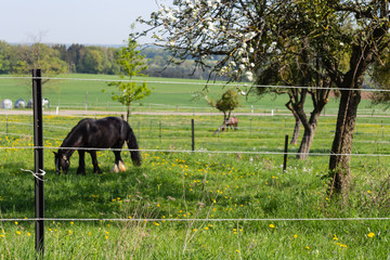 electric pasture fence