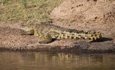 Huge Nile Crocodile 