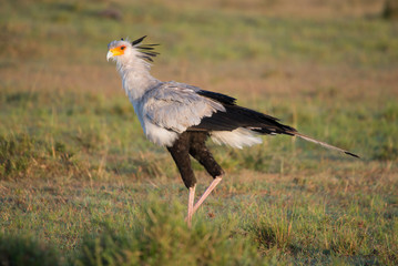 Secretary bird