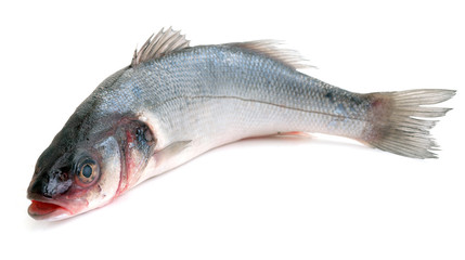 Fish seabass