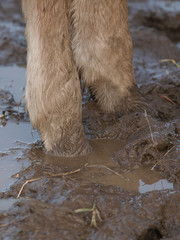 Horse In Mud