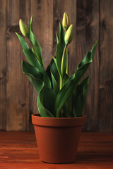 Closed tulips in a pot on a wooden background, indoor tulips, grow flowers at home.