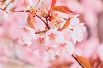 桜