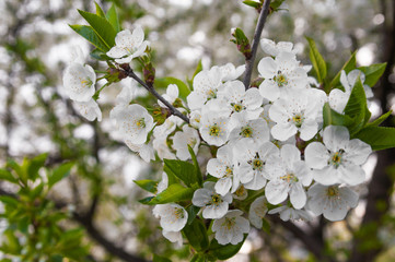 Blossom trees close up.Cherry tree in spring.