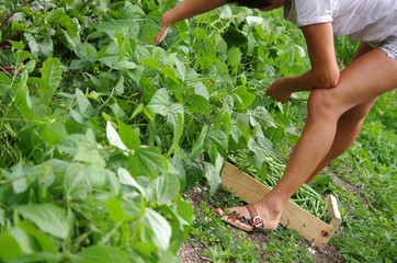 Fototapeta premium jardinage - récolte au potager