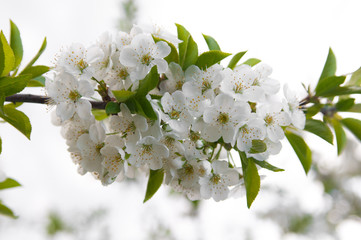 Blossom trees close up.Cherry tree in spring.