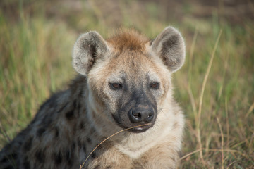 Hyena