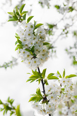 Blossom trees close up.Cherry tree in spring.