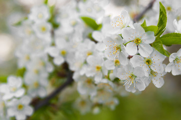 Obraz premium Blossom trees close up.Cherry tree in spring.