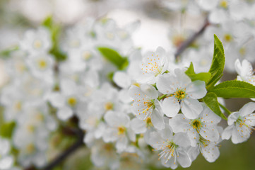 Blossom trees close up.Cherry tree in spring.