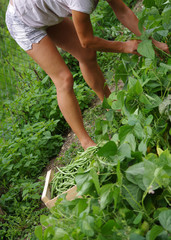 jardinage - récolte au potager