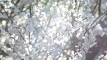 Scenic white spring garden of apricot trees. Closeup view of bright sunny flowers on branches at sunset time outdoors.