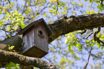 Birdhouse on a branch in orchard