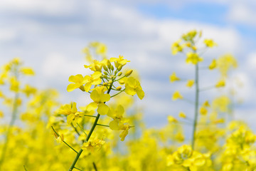 Obraz premium Flowering rapeseed field against the sky
