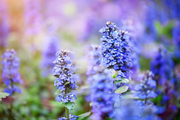 The beautiful blue flowers of sage in the garden. Floral background. Selective focus.