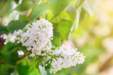 Spring. The flowering time of lilac. Beautiful lilac flowers and green leaves in the garden.