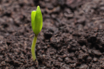 a sprout growing from a black fertile land