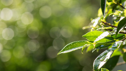 Nature leaf with blur greenery bokeh background