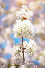 White cherry blossoms in spring sun with blue sky and tender bokeh.