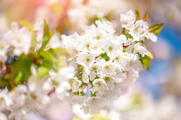 White cherry blossoms in spring sun with blue sky and tender bokeh.