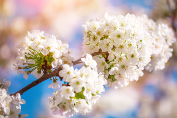 White cherry blossoms in spring sun with blue sky and tender bokeh.