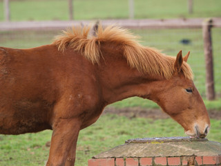 Young Chestnut Horse