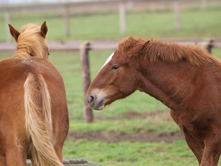 Young Horse Behavior