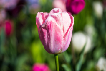 pink tulip in flowerbed, closeup