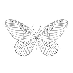 Hand drawn butterfly. Black and white vector illustration for coloring.