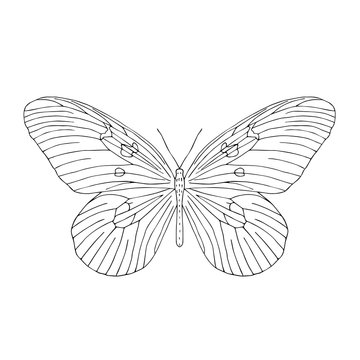 Hand drawn butterfly. Black and white vector illustration for coloring.