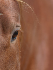 Close Up of the Eye of a Horse