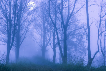 Obraz na płótnie Canvas Foggy Night Forest and Full Moon