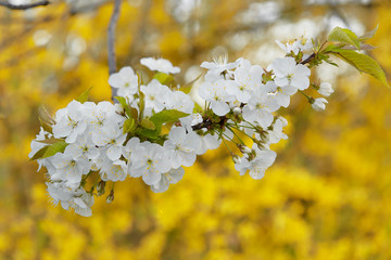 Cieszyn, Poland. spring flowering of a tree near a private house