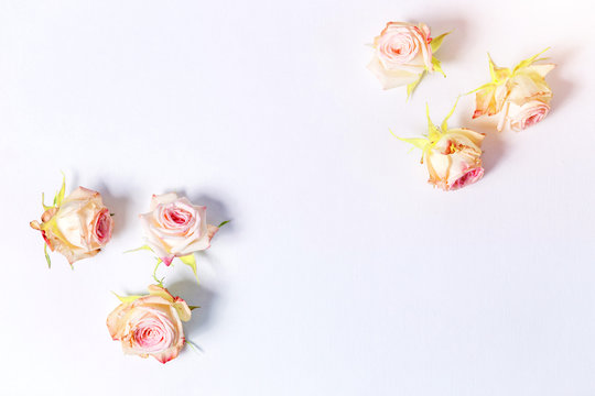 Texture, white background, pink roses on corners with copyspace