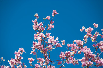 magnolia branch in sunny morning
