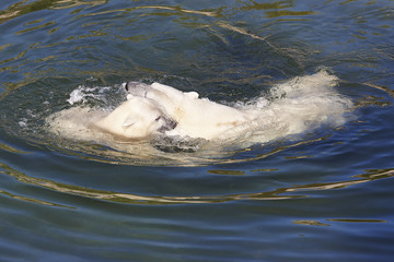 Polar bear swimming with his cub on the water