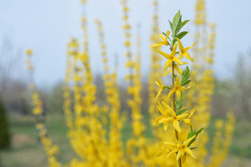 Blooming forsythia bush
