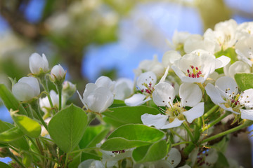 Pear tree blossoms with blue sky.