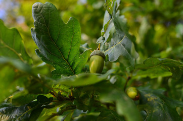 acorns in an oak grove