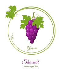 Bunch of purple grapes, holiday of Shavuot