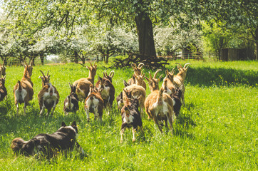 Border Collie beim Hüten von Thüringer Waldziegen